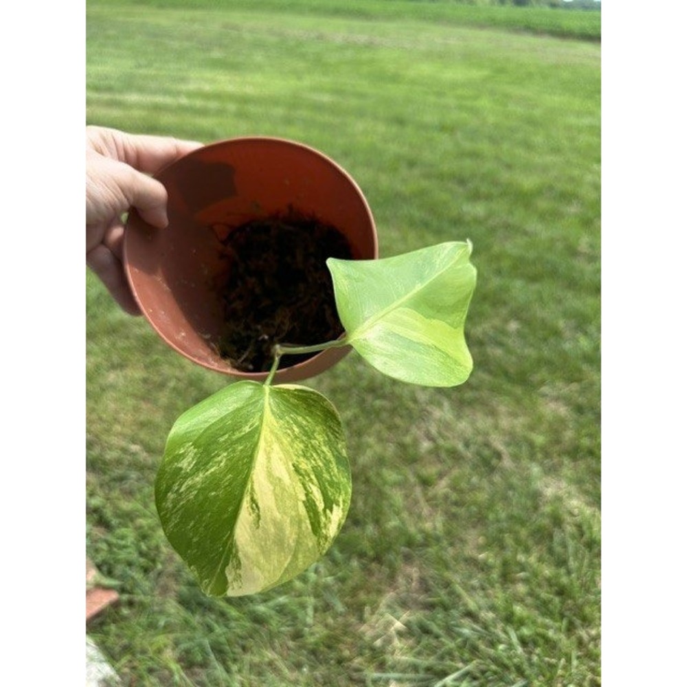 Monstera Deliciosa Aurea Variegated‎ Two Leaf Plant Rooted Yellow Variegation A8